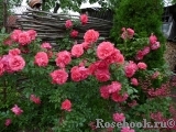 Rosarium Uetersen Rosarium Uetersen