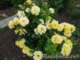 Friesia Friesia