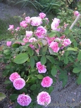 Gertrude Jekyll Gertrude Jekyll