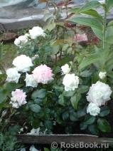 Alabaster Alabaster