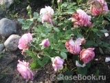 Jubilee Celebration® Jubilee Celebration®