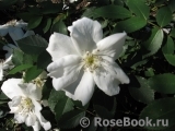 Morden Snowbeauty Morden Snowbeauty
