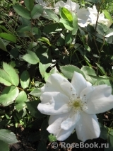 Morden Snowbeauty Morden Snowbeauty
