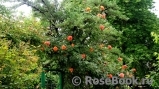 Westerland Westerland