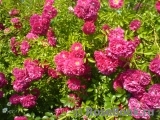 Excelsa Excelsa