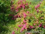 Excelsa Excelsa