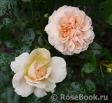 Garden of Roses Garden of Roses