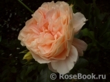 Sangerhauser Jubilaumsrose Sangerhauser Jubilaumsrose