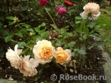 Sangerhauser Jubilaumsrose Sangerhauser Jubilaumsrose