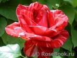 Red Intuition Red Intuition