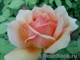 Grace® Grace®