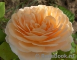 Crown Princess Margareta® Crown Princess Margareta®