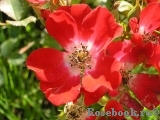 Rouge Meillandecor Rouge Meillandecor