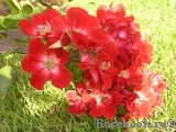 Rouge Meillandecor Rouge Meillandecor