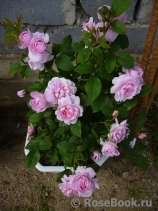 Cottage Rose Cottage Rose