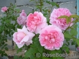 Cottage Rose Cottage Rose
