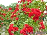 Scarlet Meillandecor Scarlet Meillandecor