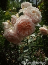 Ginger Syllabub Ginger Syllabub