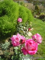 Rose Gaujard Rose Gaujard