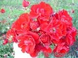 Austriana ® Austriana ®