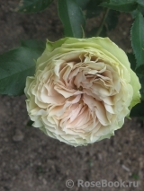 Lovely Green ® Lovely Green ®