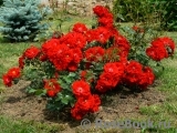 Austriana ® Austriana ®