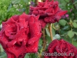 Black Baccara Black Baccara