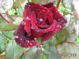 Black Baccara Black Baccara