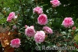Roseraie du Chatelet ® Roseraie du Chatelet ®