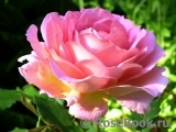 Jubilee Celebration® Jubilee Celebration®
