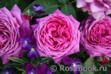 Heidi Klum Rose Heidi Klum Rose