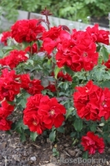 Roter Korsar Roter Korsar
