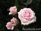 Frederic Mistral® Frederic Mistral®