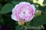 Duchesse de Montebello