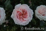 Garden of Roses Garden of Roses