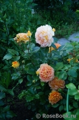 Goldelse Goldelse