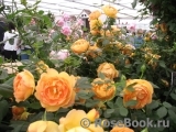Lady of Shalott Lady of Shalott