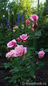Blossomtime Blossomtime