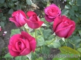 Johann Wolfgang von Goethe Rose® Johann Wolfgang von Goethe Rose®