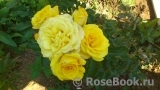 Yellow Eveline Yellow Eveline