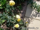 Yellow Eveline Yellow Eveline