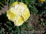 Yellow Eveline Yellow Eveline