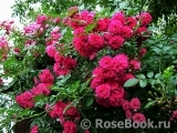 Excelsa Excelsa