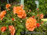 Westerland Westerland
