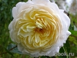 Crocus Rose® Crocus Rose®