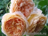 Crown Princess Margareta® Crown Princess Margareta®