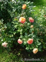 Gartenspass ® Gartenspass ®