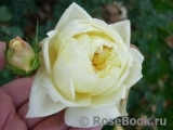 Yellow Romantica Yellow Romantica