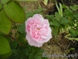 Fantin Latour Fantin Latour