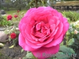 Johann Wolfgang von Goethe Rose® Johann Wolfgang von Goethe Rose®